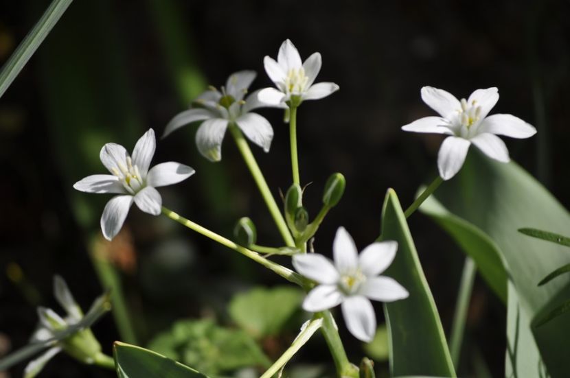 _DSC0041 - PRIMAVARA 2021_1