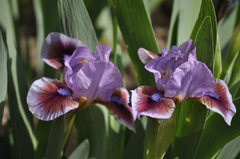 _DSC0042 - PRIMAVARA 2021_1