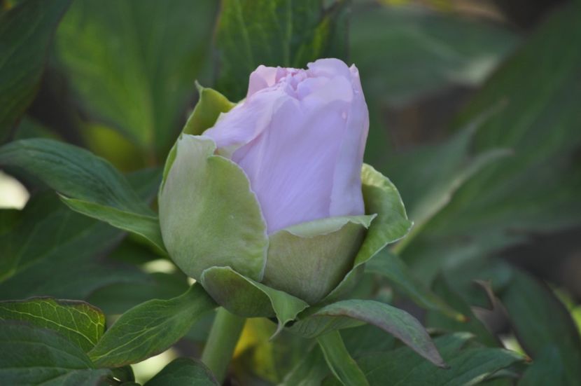 Mulțumesc fata mea draga - PRIMAVARA 2021_1