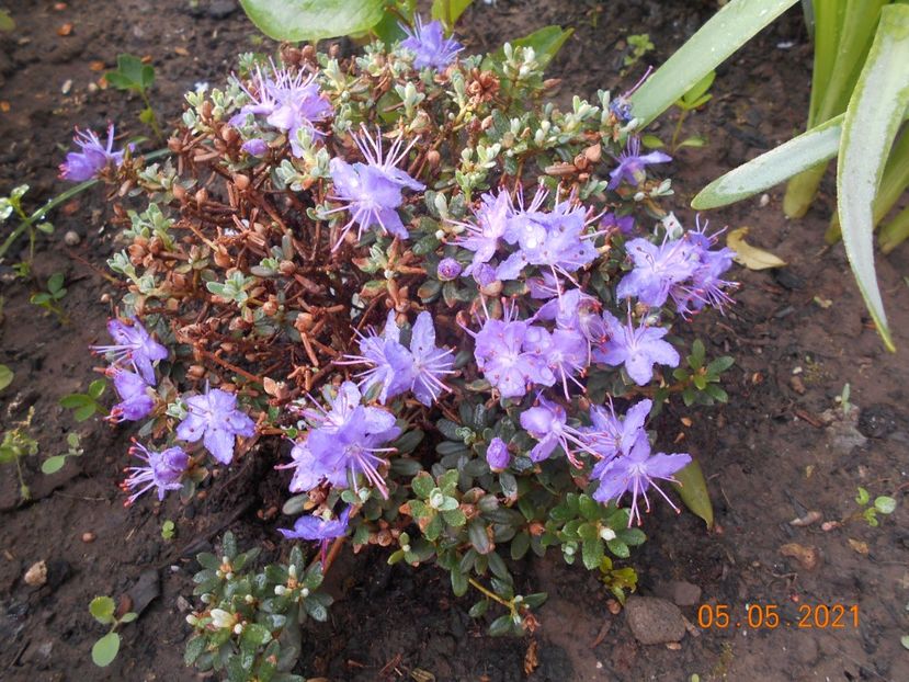  - 02 Azalee-rhododendroni-heleborusi-hortensii-hoste 2021