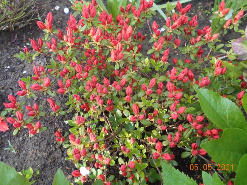  - 02 Azalee-rhododendroni-heleborusi-hortensii-hoste 2021