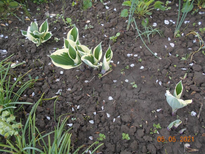  - 02 Azalee-rhododendroni-heleborusi-hortensii-hoste 2021