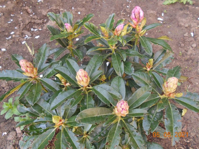  - 02 Azalee-rhododendroni-heleborusi-hortensii-hoste 2021