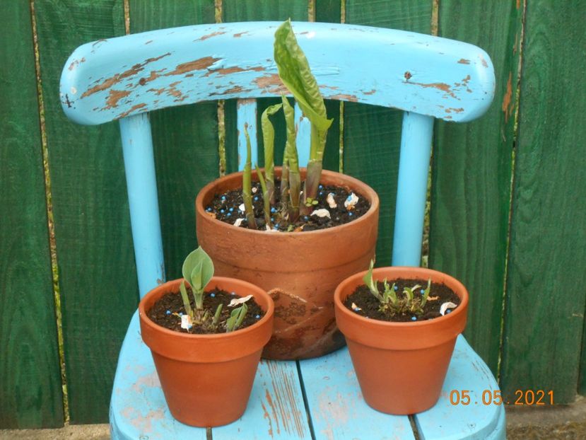  - 02 Azalee-rhododendroni-heleborusi-hortensii-hoste 2021
