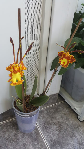 psychopsis papilio mariposa GV - Orhidee_2_psychopsis