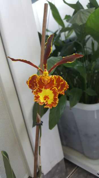 psychopsis papilio mariposa GV - Orhidee_2_psychopsis