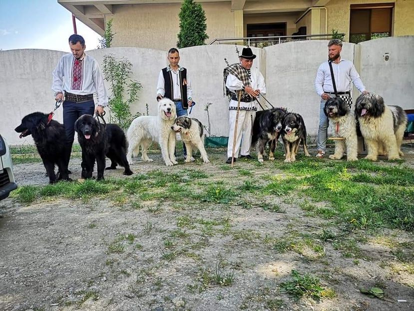 Prezentare de câini ciobanesti romanesti - Caini