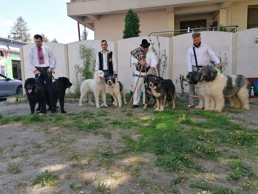 Toate rasele au răspuns prezent - Caini