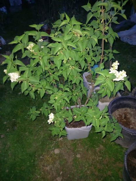 Liliac cu flori albe 120 lei. - w Produse livrate