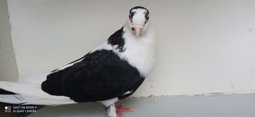  - jucatori de galati pe negru