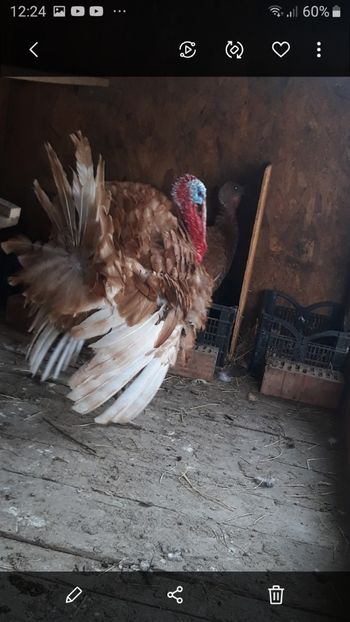 Screenshot_20210505-122455_Gallery - Curci