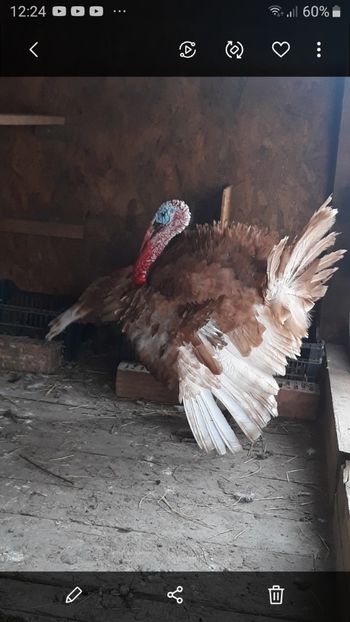 Screenshot_20210505-122451_Gallery - Curci