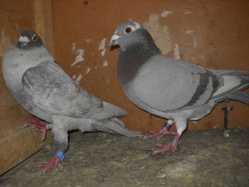4 - PORUMBEI VANDUTI 2