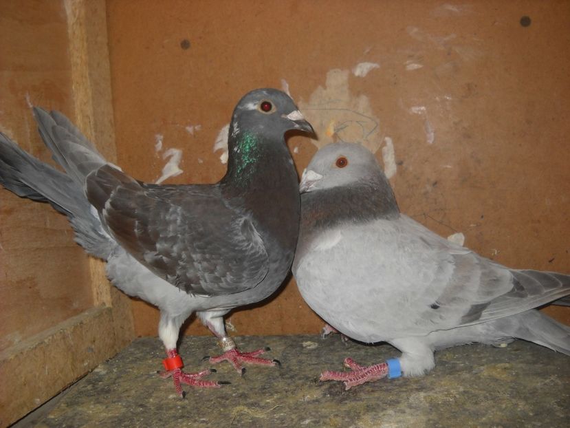 3 - UNDEVA IN SUCEAVA arhiva