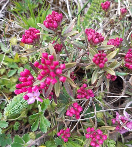  - Flori de Primavara _Vara 2020-2021