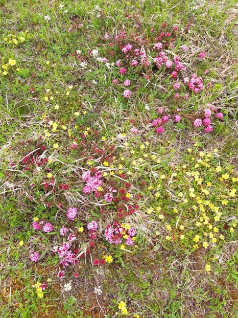  - Flori de Primavara _Vara 2020-2021