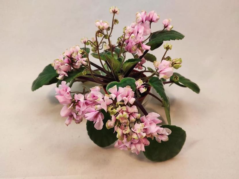 poza net - DS Wisteria