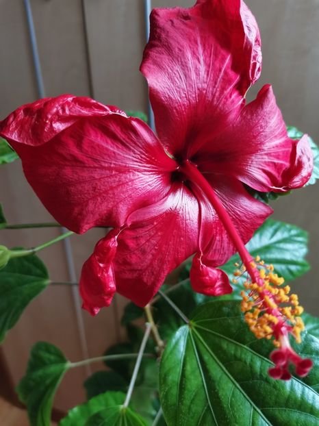 Din semințe, a doua floare. - Hibiscus 2015-2024