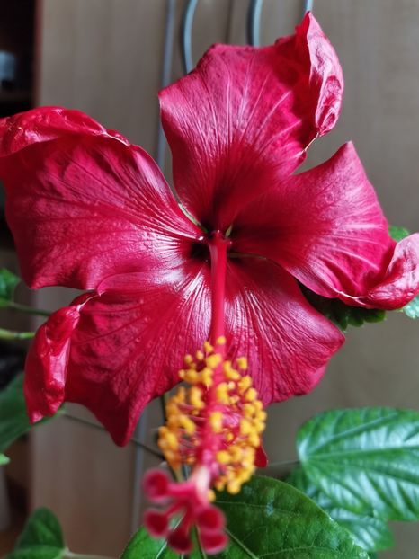  - Hibiscus 2015-2024