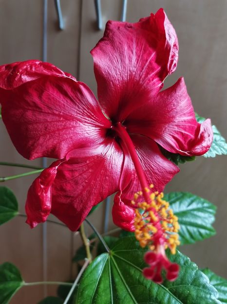  - Hibiscus 2015-2024