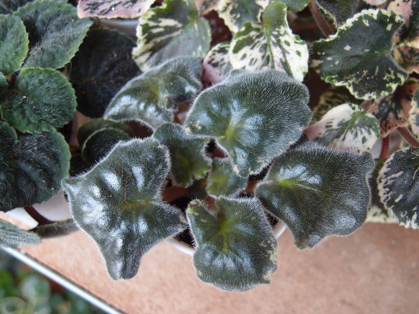 P5058155 - EK Kudri Posejdona