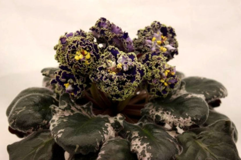 poza net - EK Kudri Posejdona