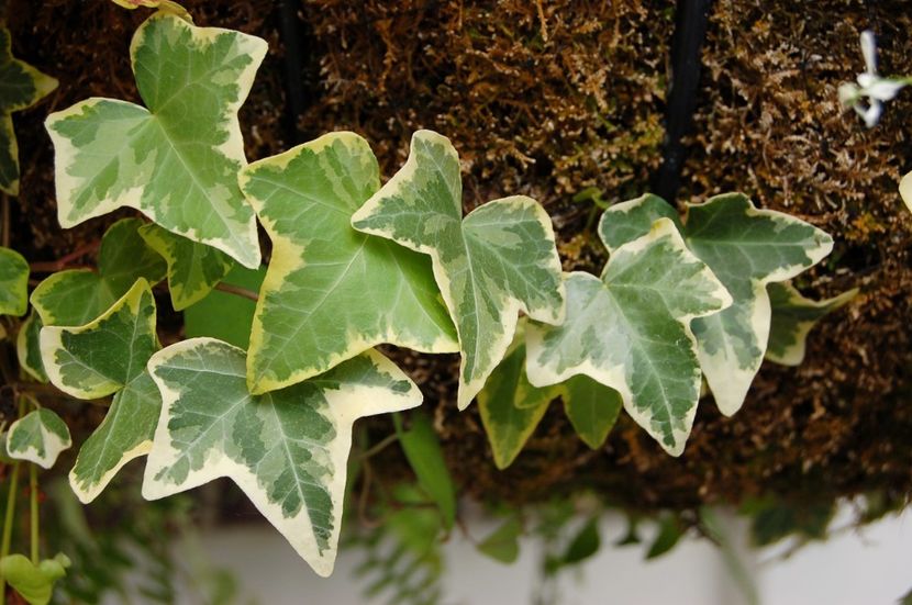 hedera-helix-scaled - PLANTE ATELIER