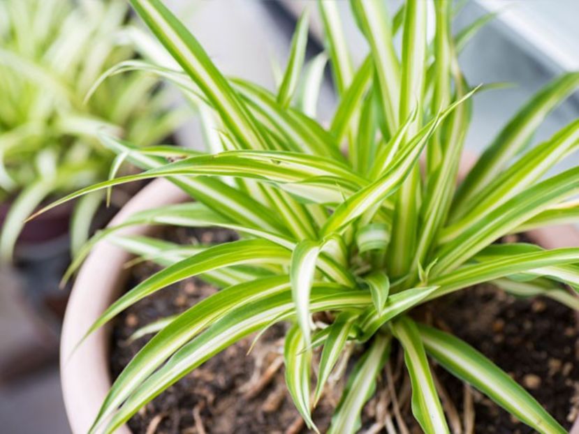 spider-plant - PLANTE ATELIER