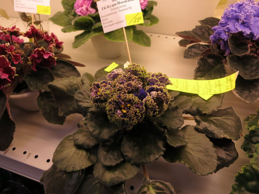 poza net - EK Kudri Posejdona