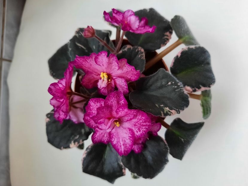 Mai 2021 - BUCKEYE CHERRY TOPPING