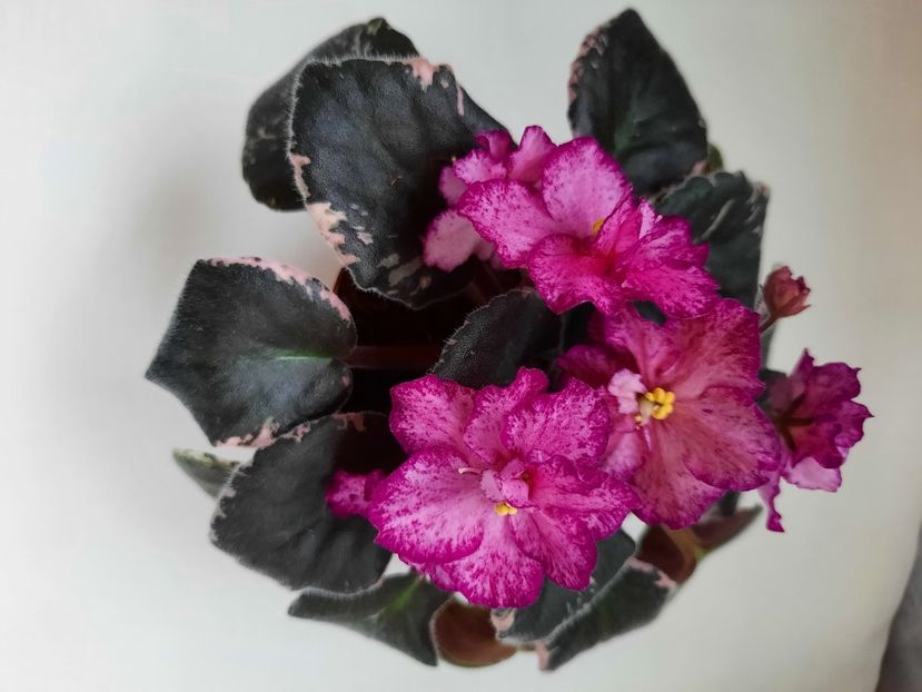 Mai 2021 - BUCKEYE CHERRY TOPPING