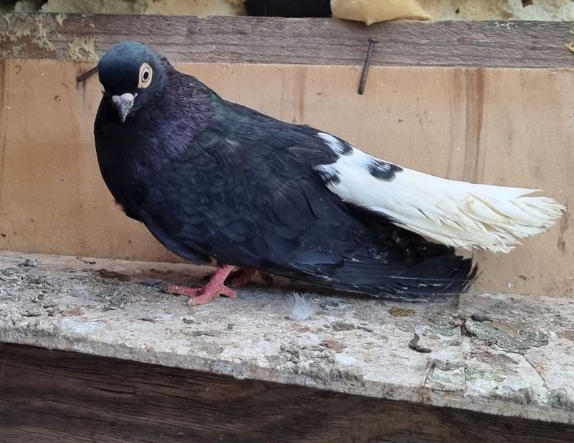  - 6-Negru Codalb Romanesc