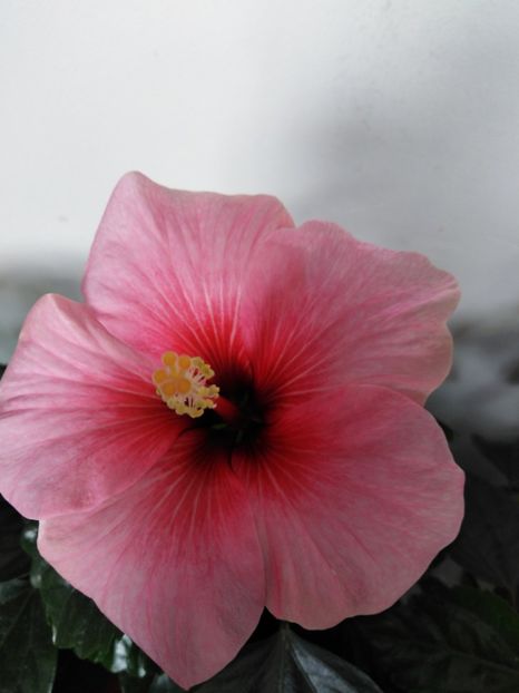  - HIBISCUS 2021