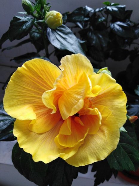  - HIBISCUS 2021