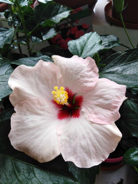  - HIBISCUS 2021
