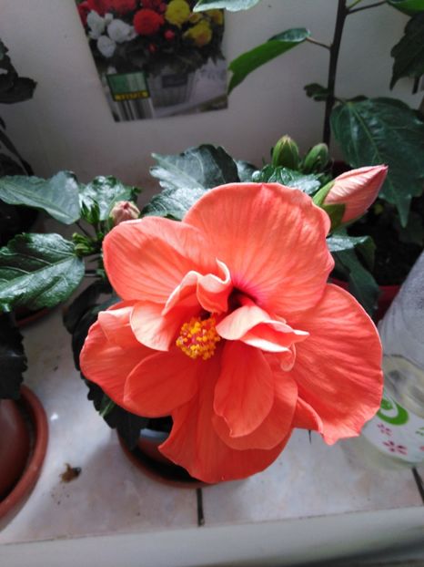  - HIBISCUS 2021