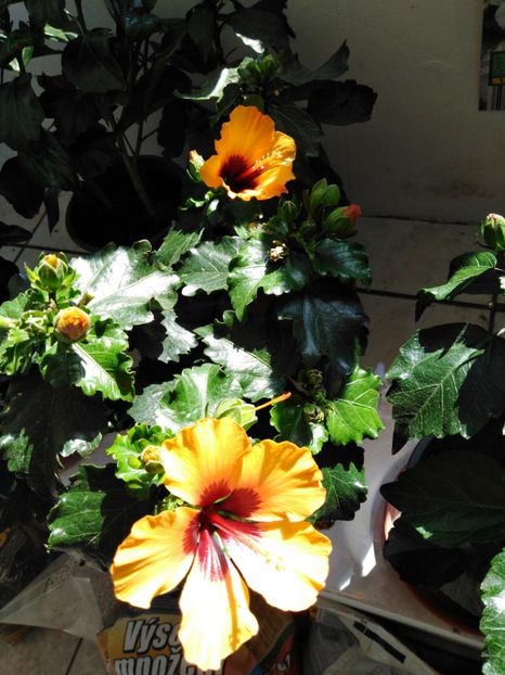  - HIBISCUS 2021
