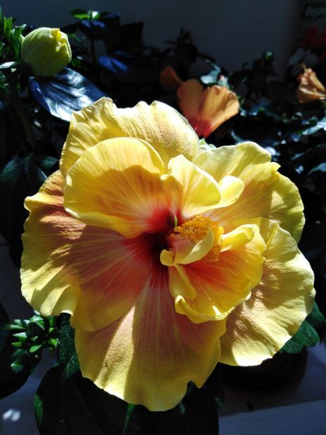  - HIBISCUS 2021