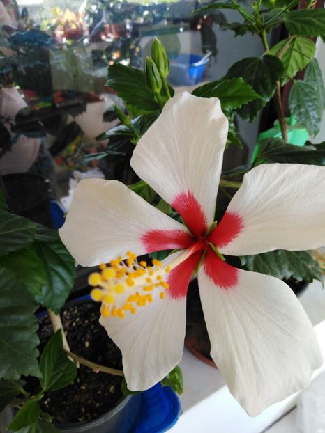  - HIBISCUS 2021