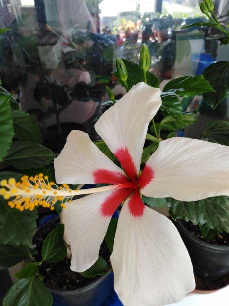  - HIBISCUS 2021