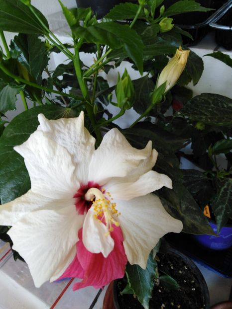  - HIBISCUS 2021