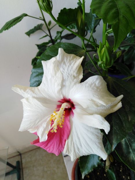  - HIBISCUS 2021
