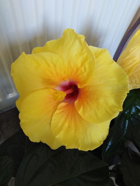  - HIBISCUS 2021