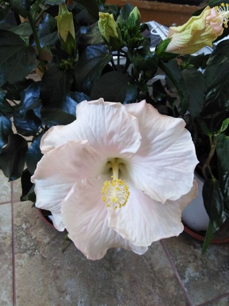  - HIBISCUS 2021