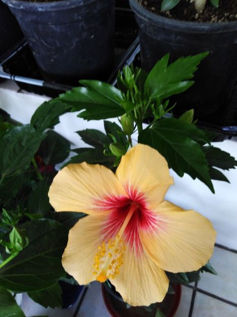  - HIBISCUS 2021