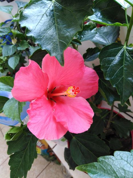  - HIBISCUS 2021