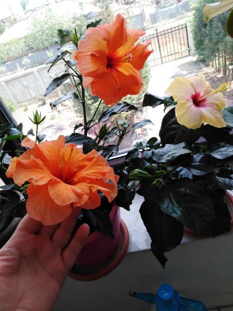  - HIBISCUS 2021