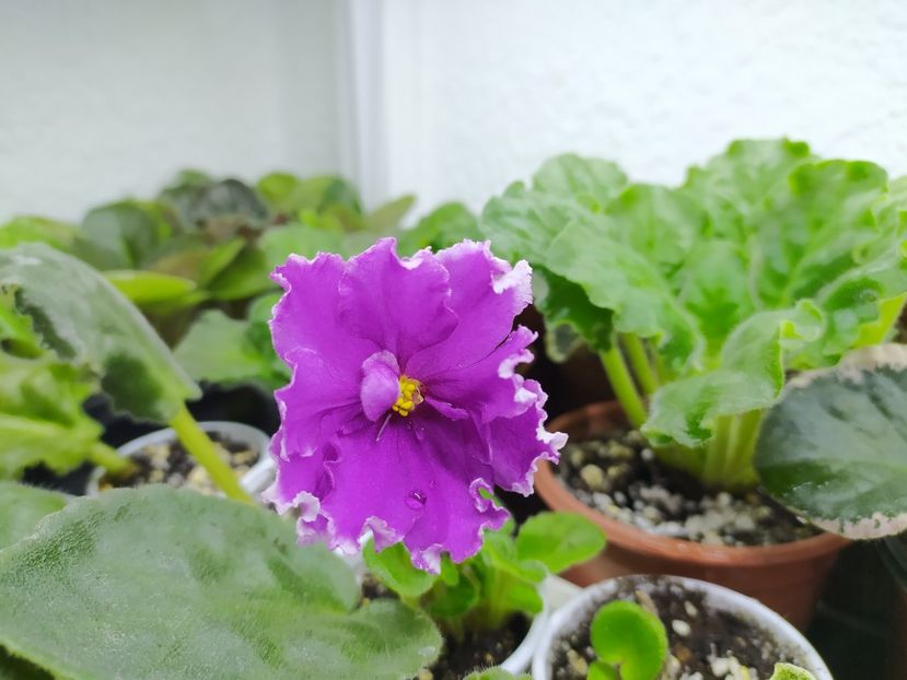 5 mai 2021 - ZZZ_EK Malachitovaya Orchidea