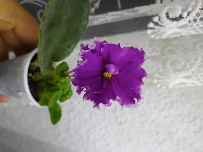  - ZZZ_EK Malachitovaya Orchidea