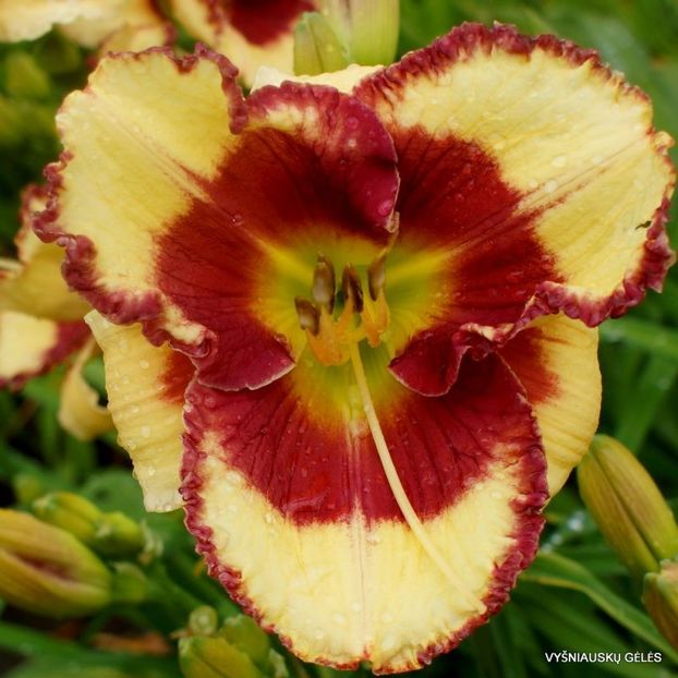 Midsummer Eyes - done - Daylily-phlox - 2021